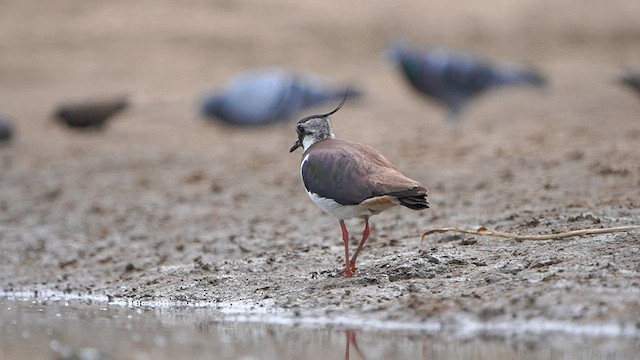 Northern Lapwing - ML581781141