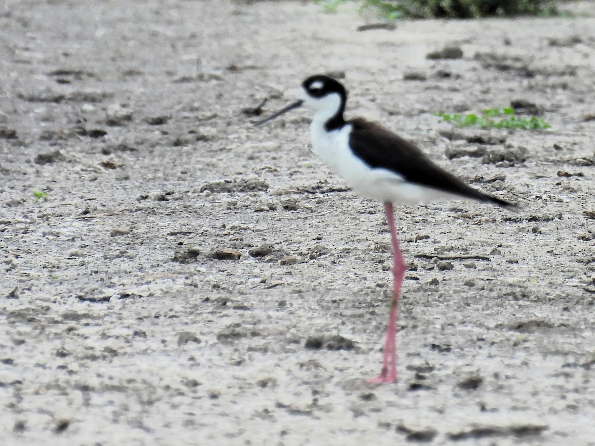 Cigüeñuela Cuellinegra - ML581782331