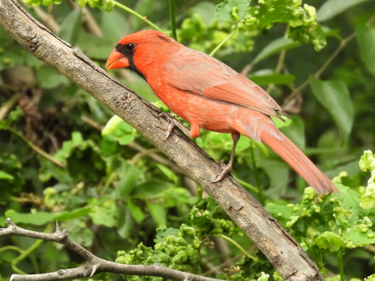 Northern Cardinal - Ann Emlin
