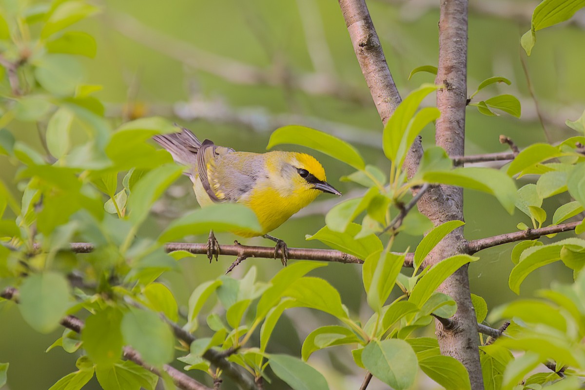 Golden-winged x Blue-winged Warbler (hybrid) - ML581782851