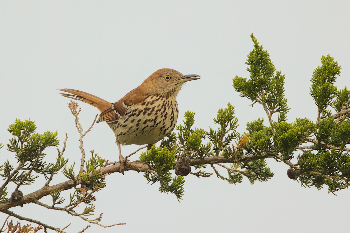 Brown Thrasher - David Guertin