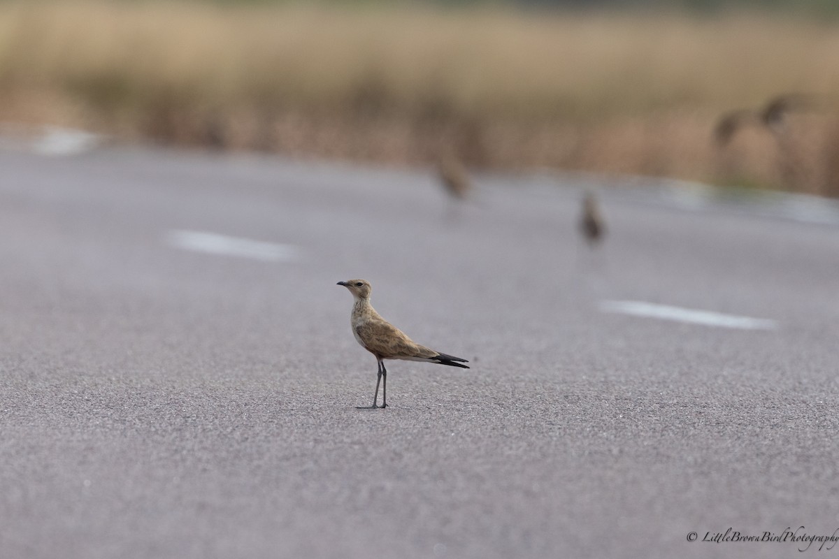 Australian Pratincole - ML581783051