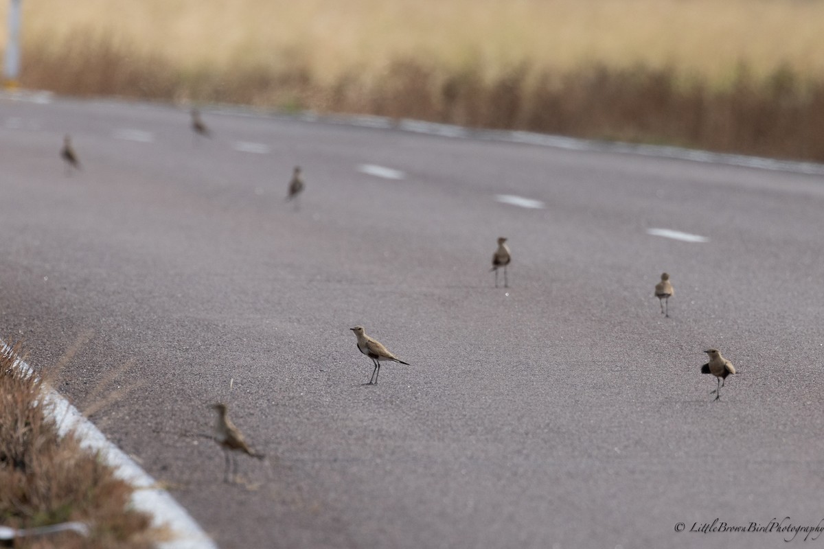 Australian Pratincole - ML581783061