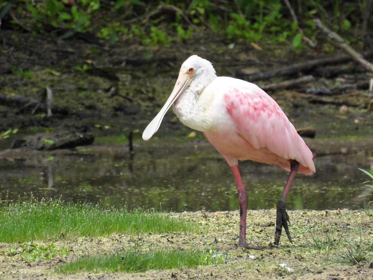 Roseate Spoonbill - Ann Emlin