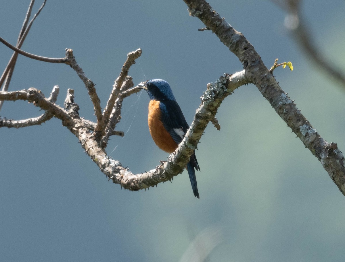 Blue-capped Rock-Thrush - ML581784061