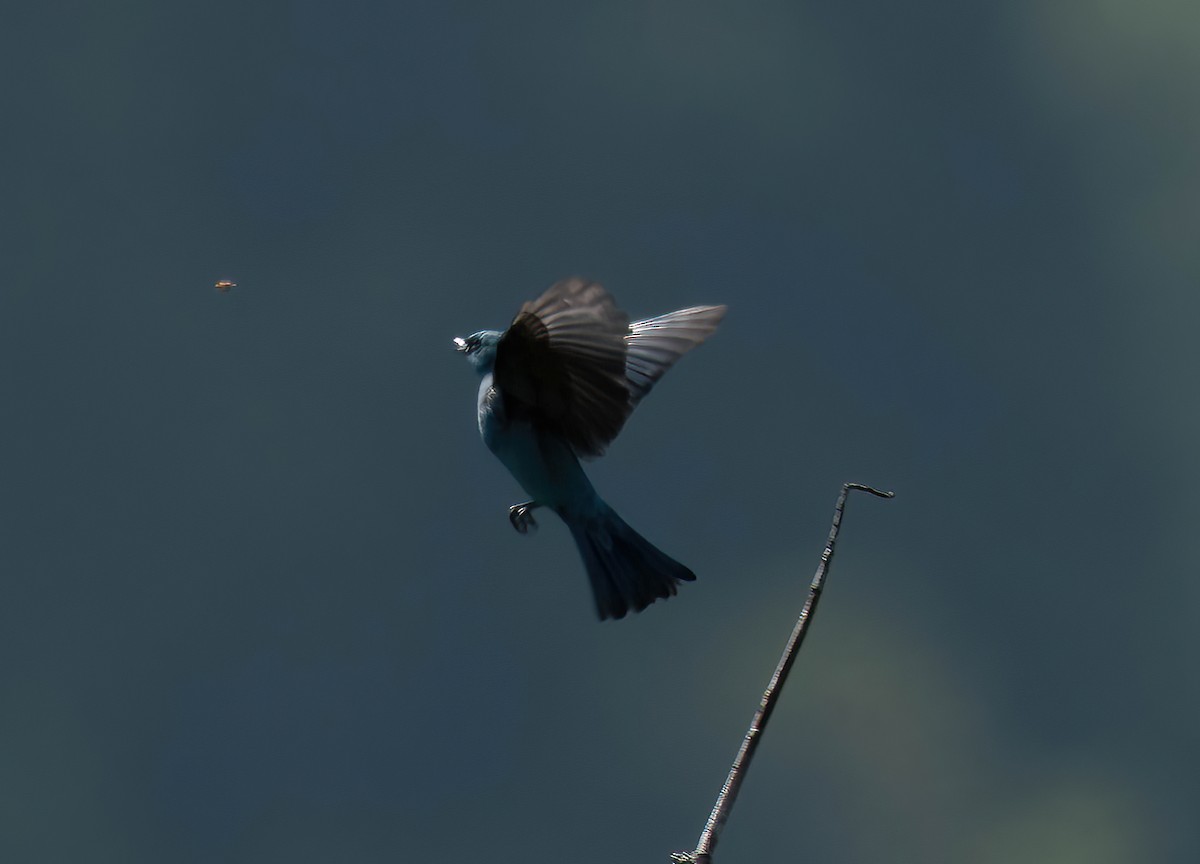 Verditer Flycatcher - ML581785251