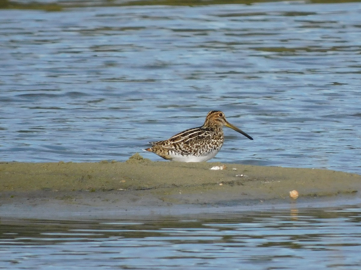 Pantanal/Magellanic Snipe - ML581786451