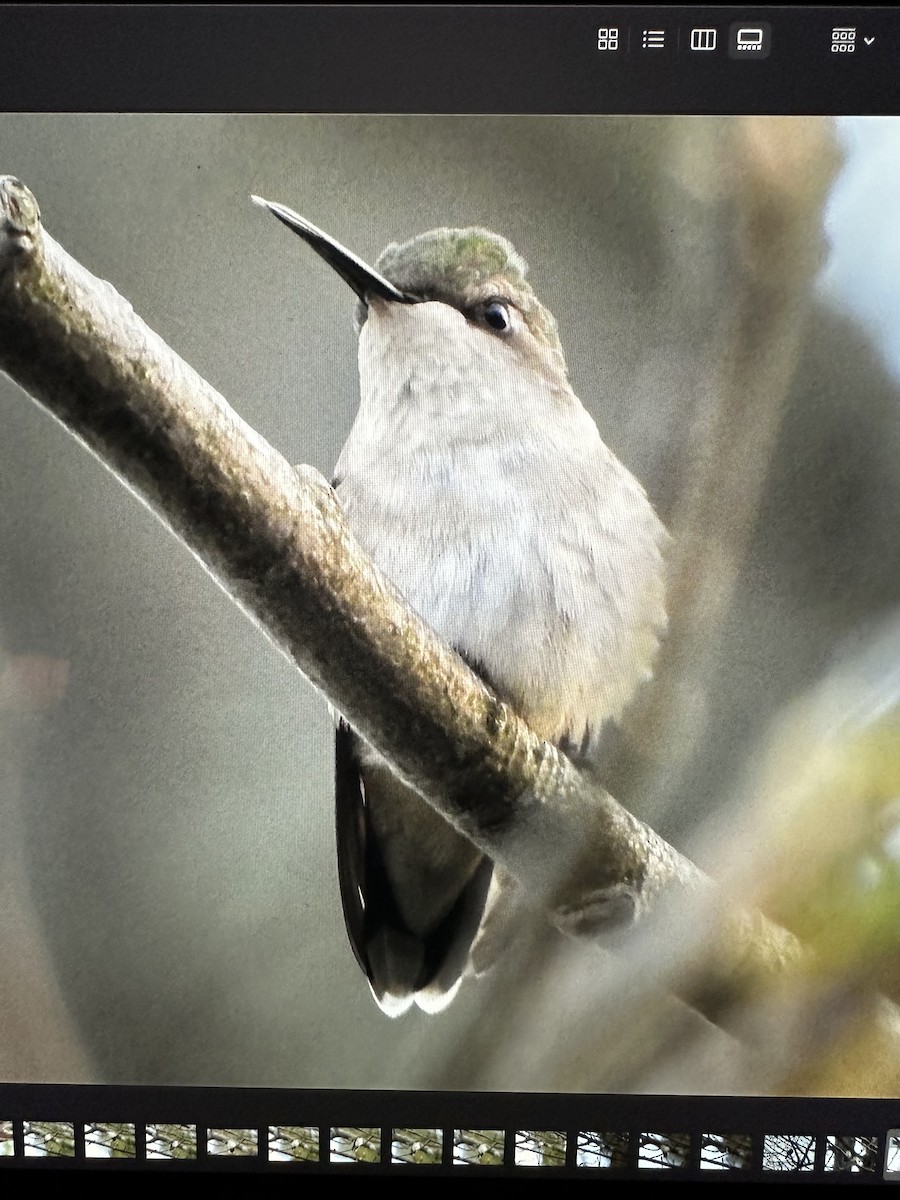 Ruby-throated Hummingbird - ML581786521
