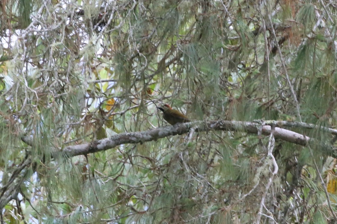 Golden-olive Woodpecker - ML581787041