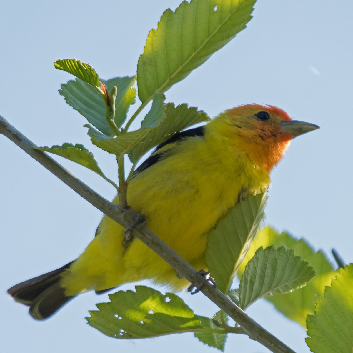 Western Tanager - ML581787531