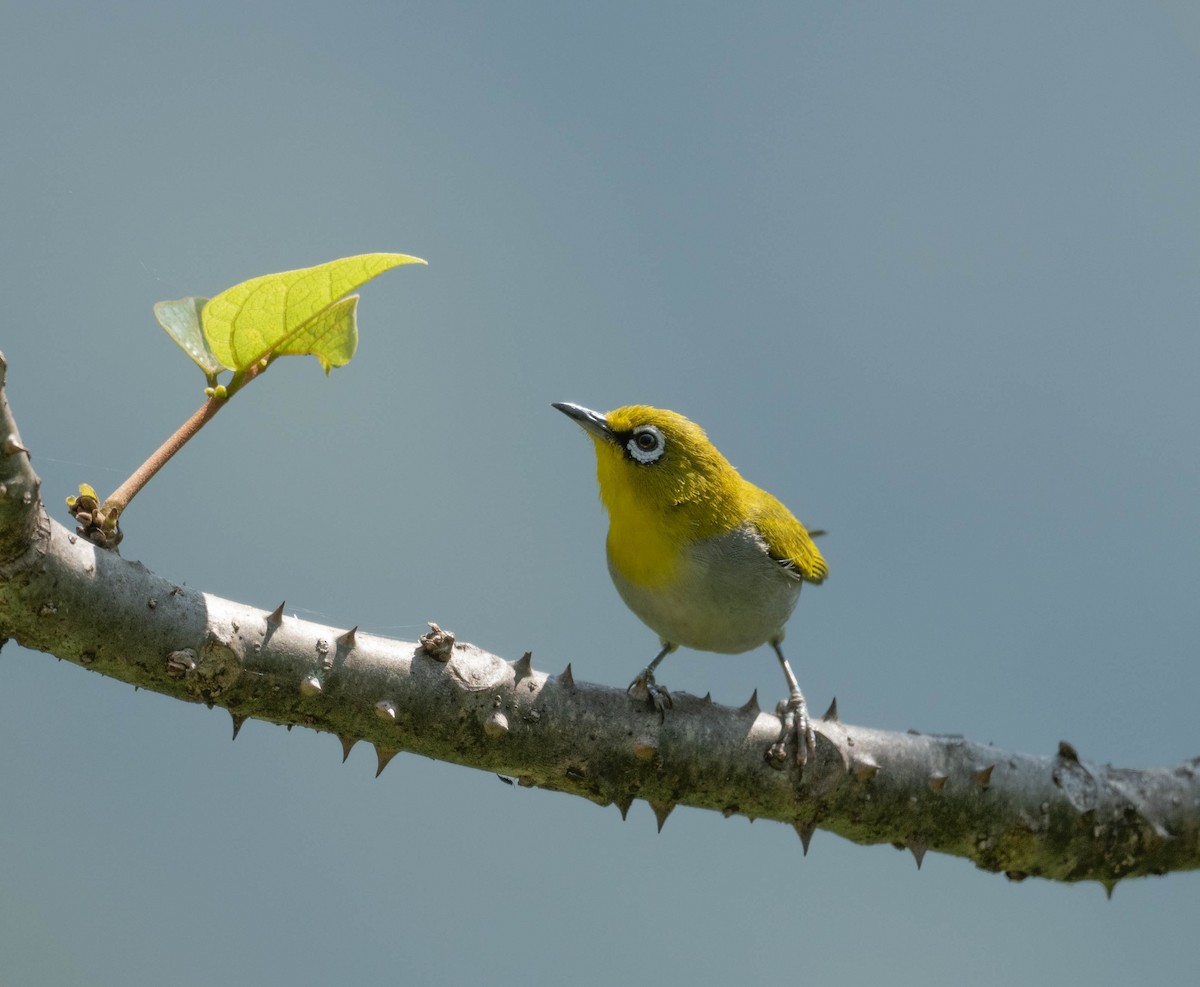 Indian White-eye - ML581788261