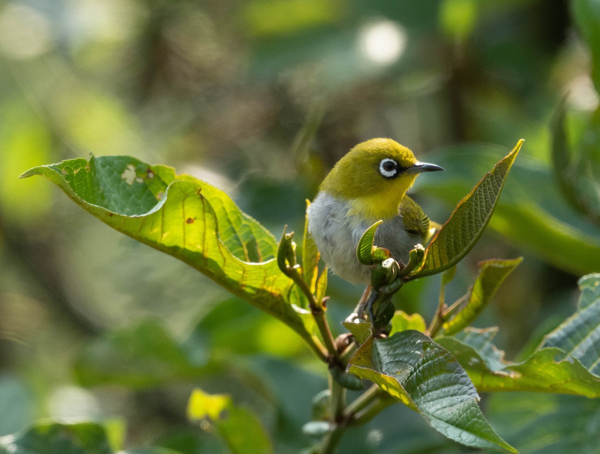 Indian White-eye - ML581788291