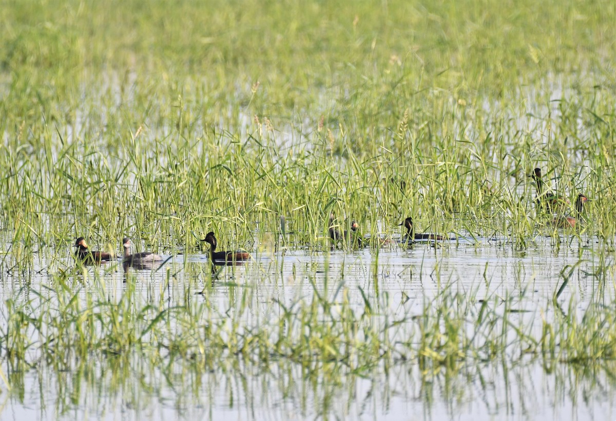 Eared Grebe - ML581788391