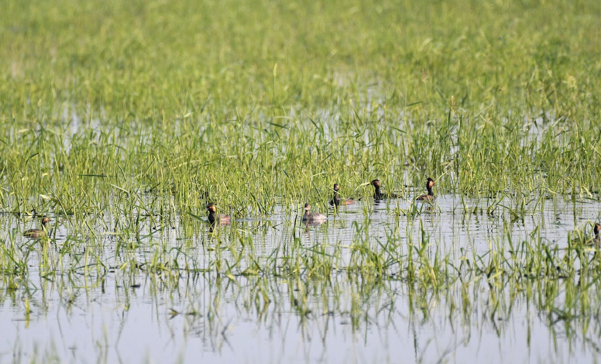 Eared Grebe - ML581788401