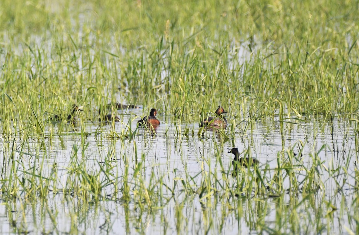 Eared Grebe - ML581788411