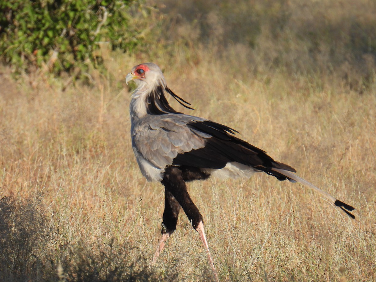 Secretarybird - Amy D