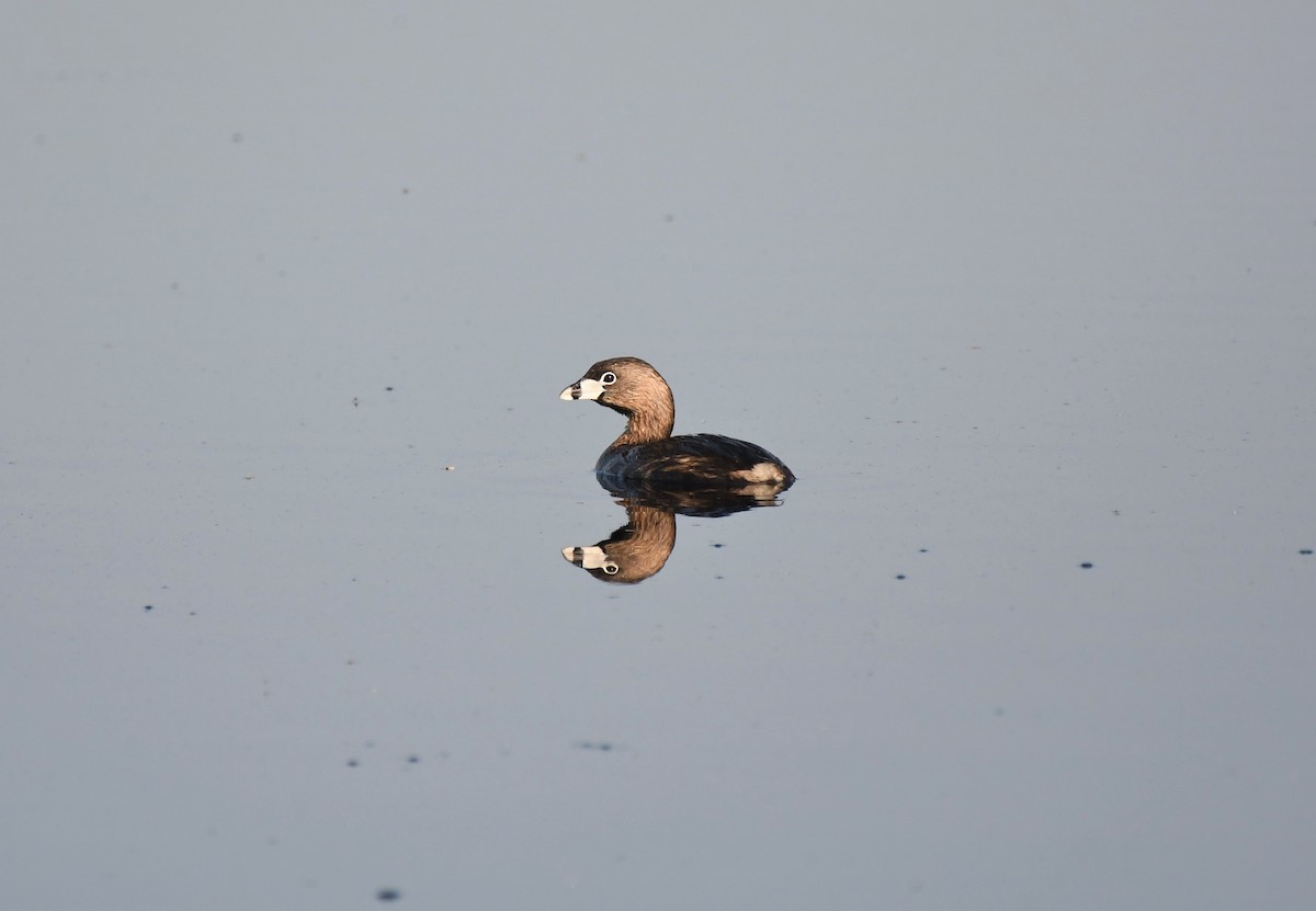 Pied-billed Grebe - ML581788451