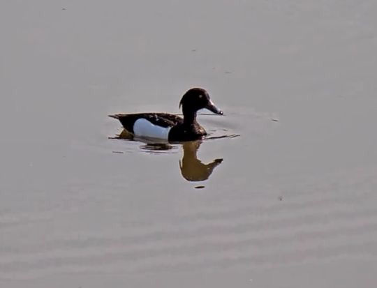 Tufted Duck - ML581790021
