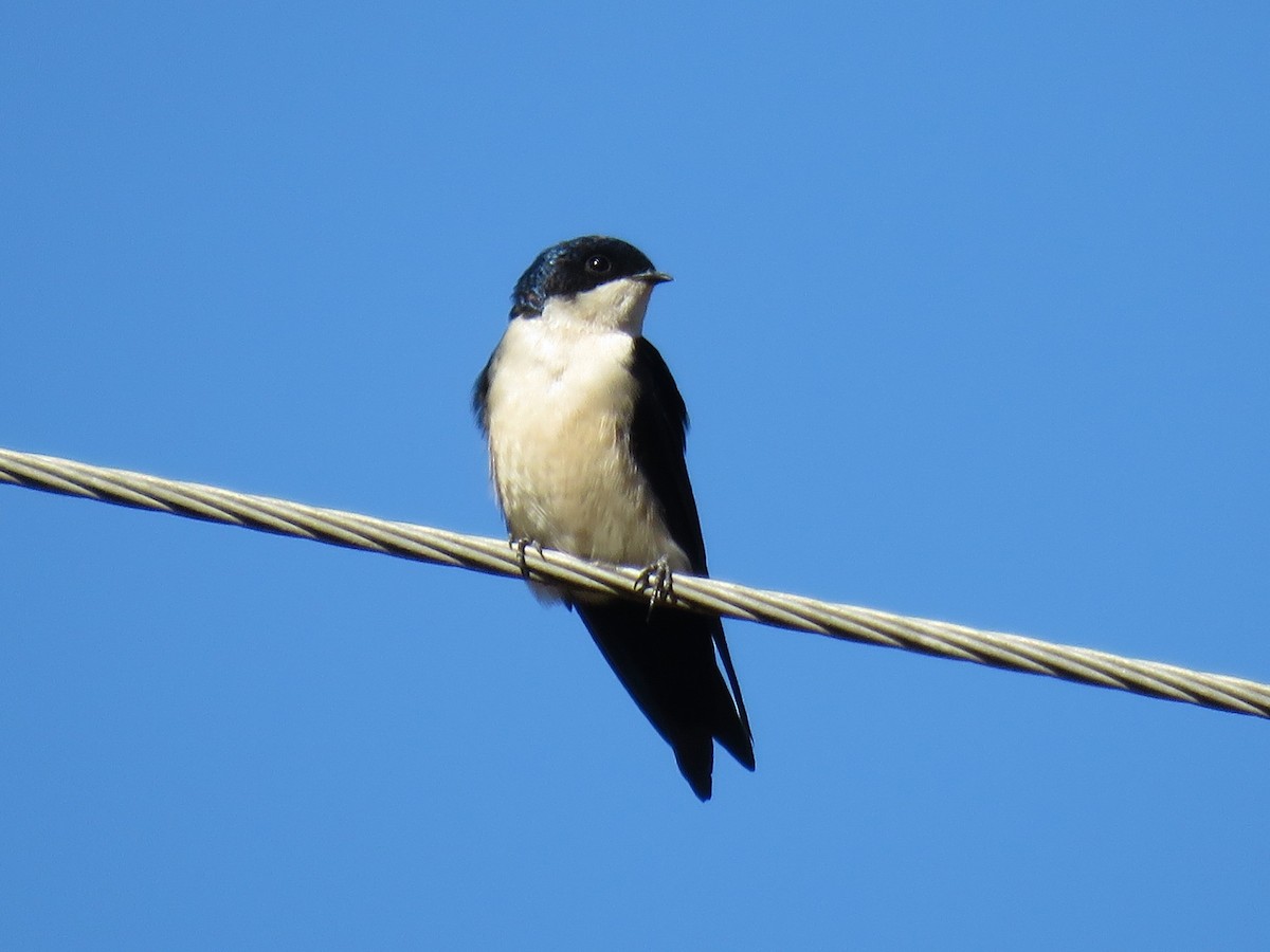 Blue-and-white Swallow - Luiz Fernando de Andrade Figueiredo Luiz Fernando