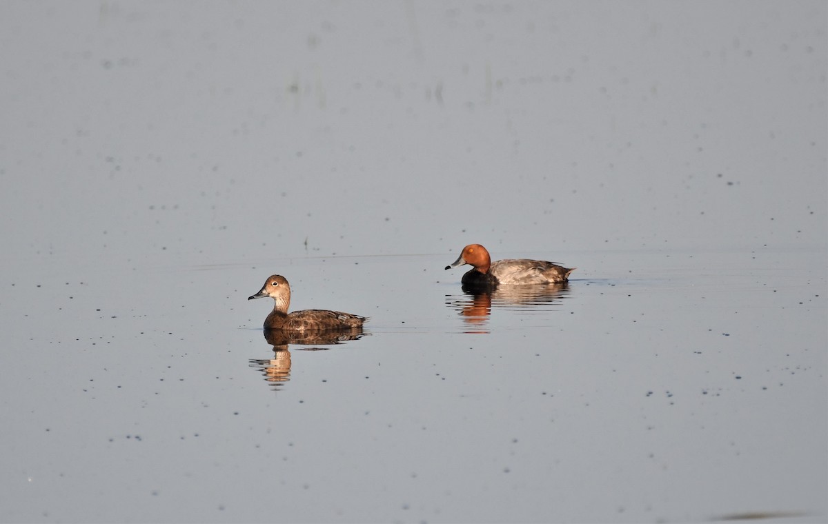 Redhead - ML581790961