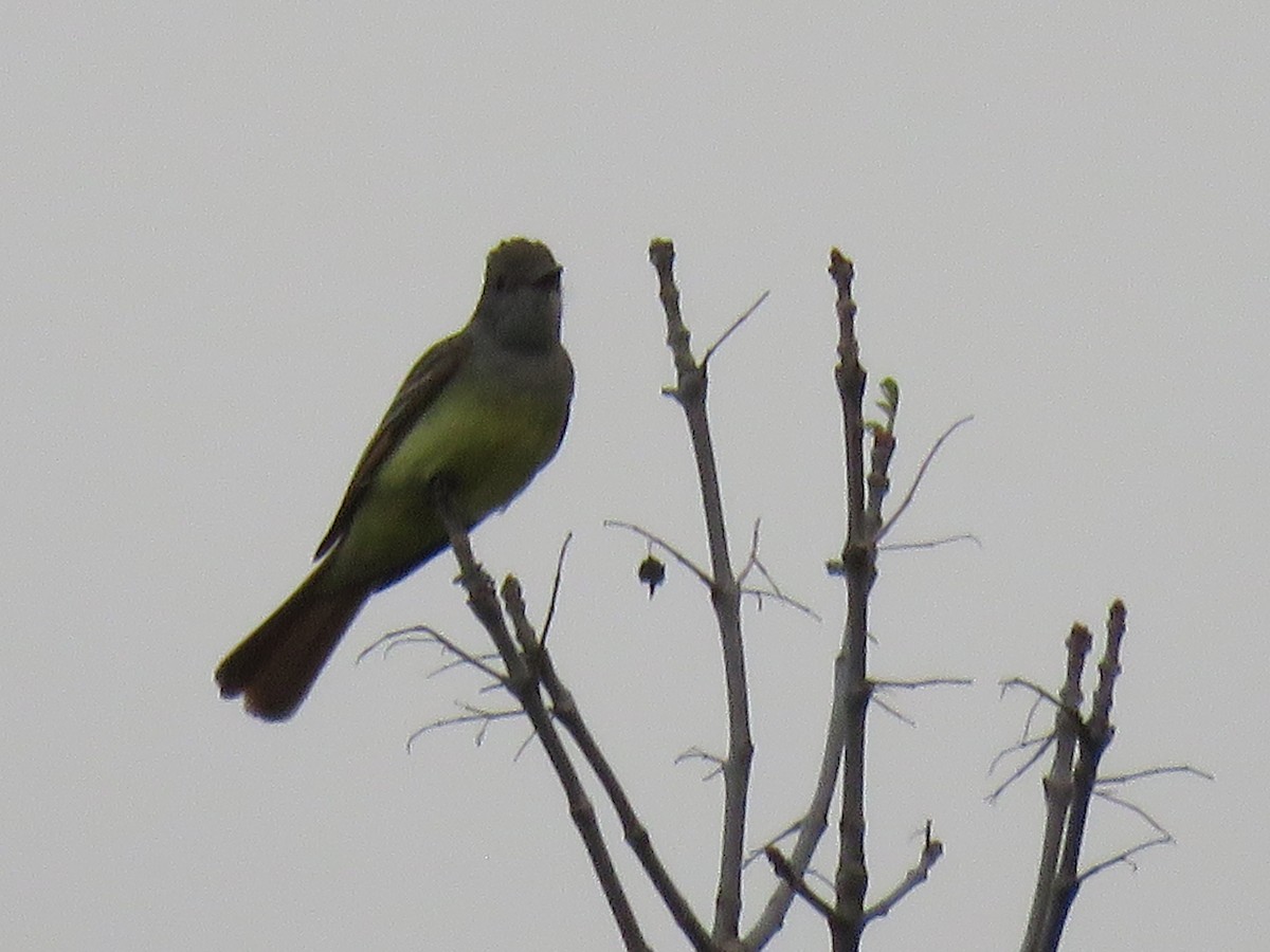 Great Crested Flycatcher - ML581791601