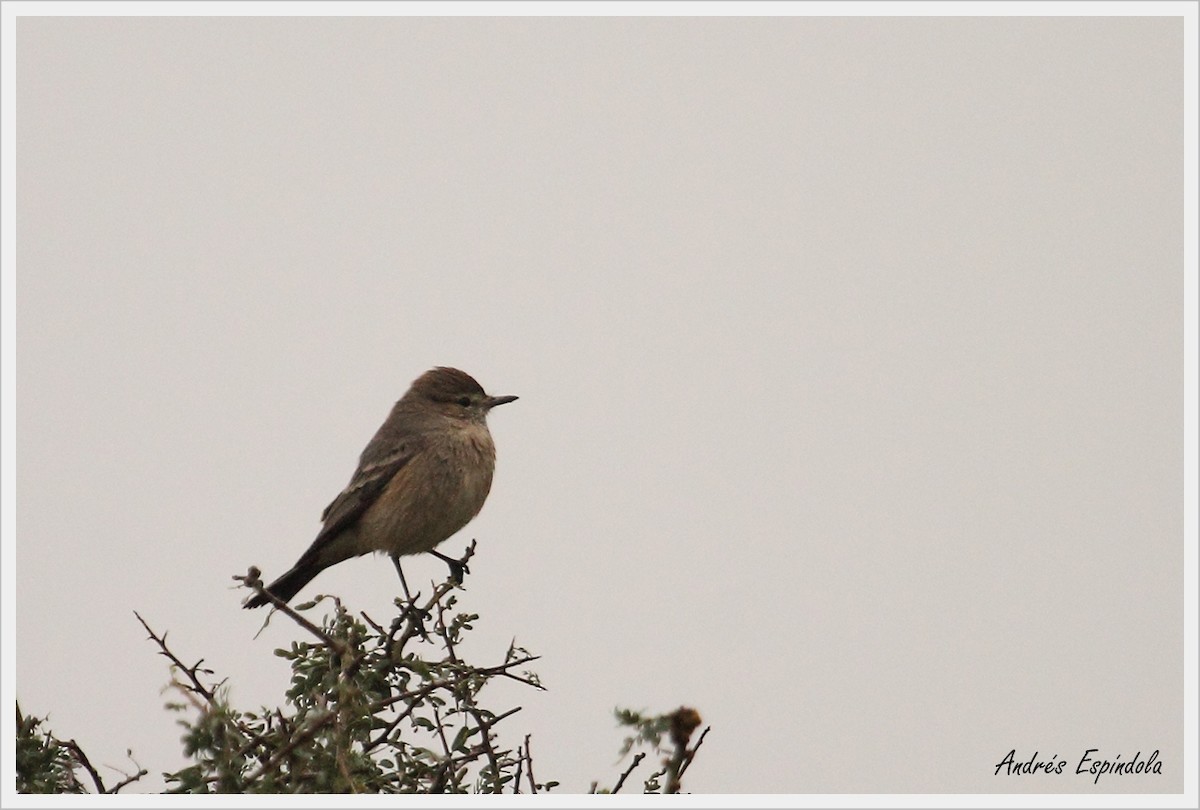 Lesser Shrike-Tyrant - ML58179191