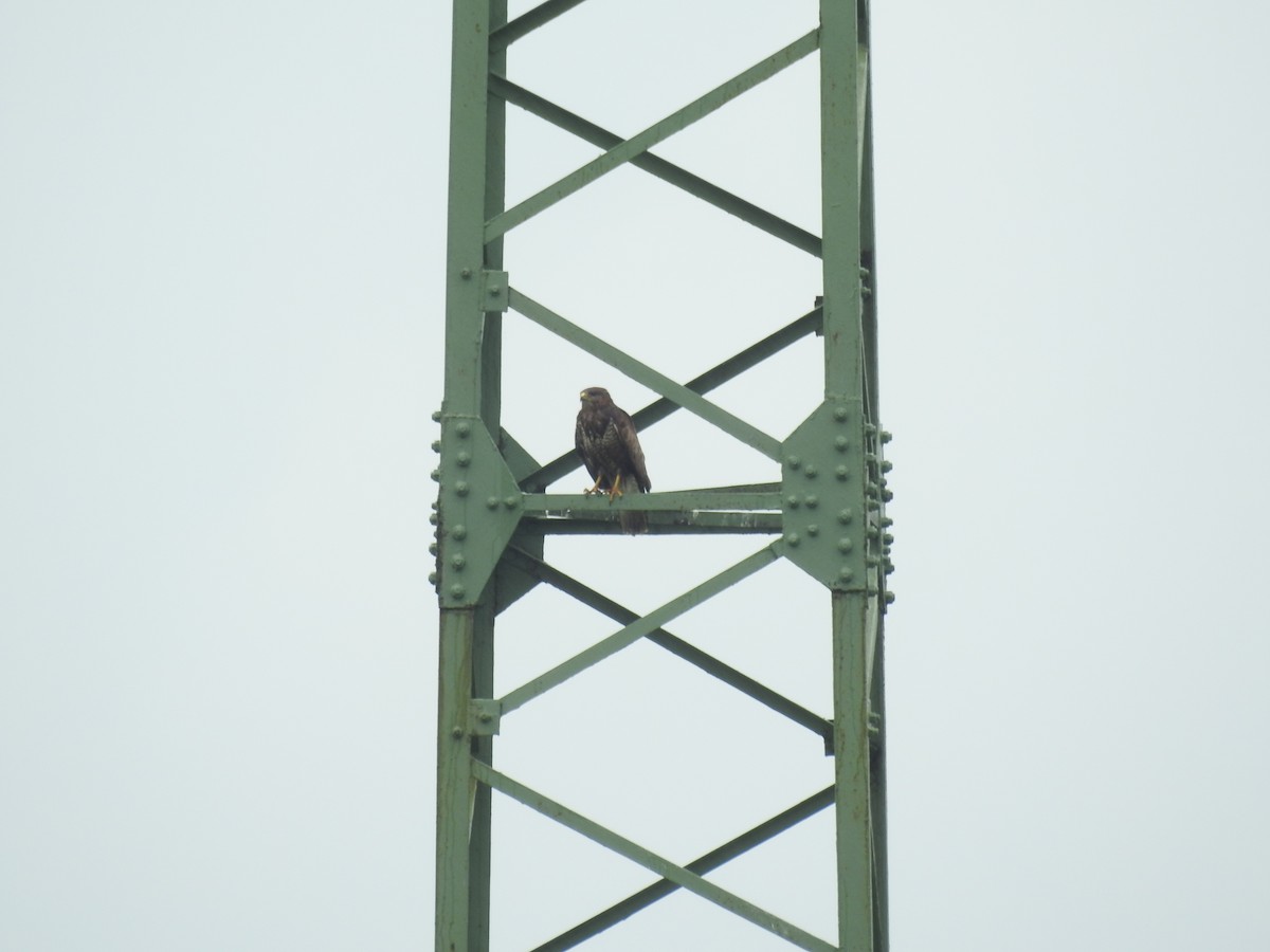 Common Buzzard - Michal Javůrek ml.