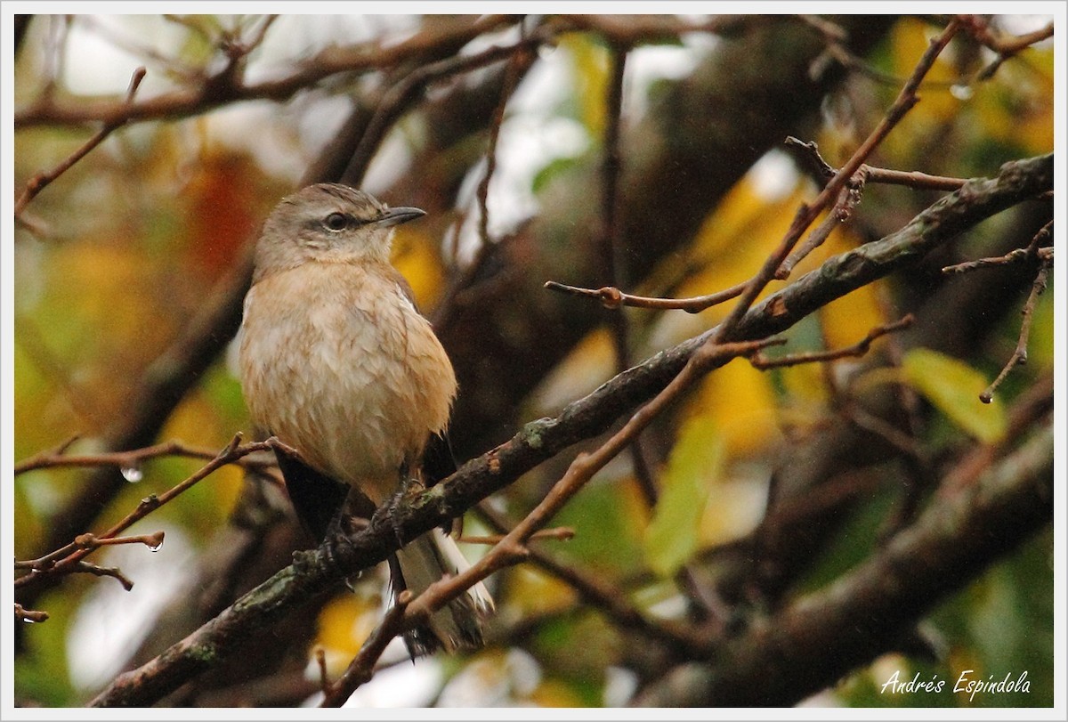 White-banded Mockingbird - ML58179211