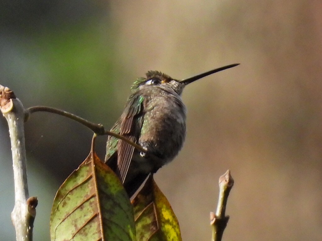 Rivoli's Hummingbird - ML581792701