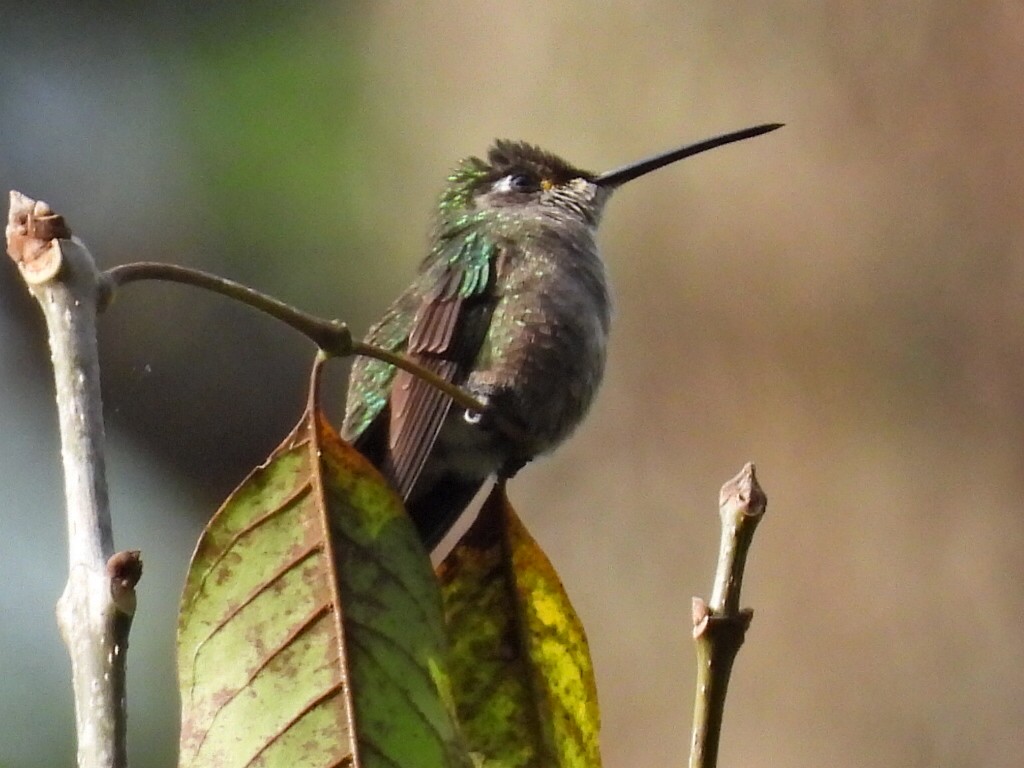 Rivoli's Hummingbird - ML581792711