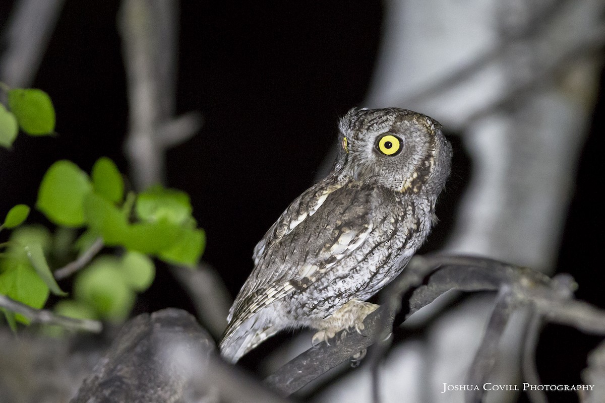 Western Screech-Owl - Joshua Covill