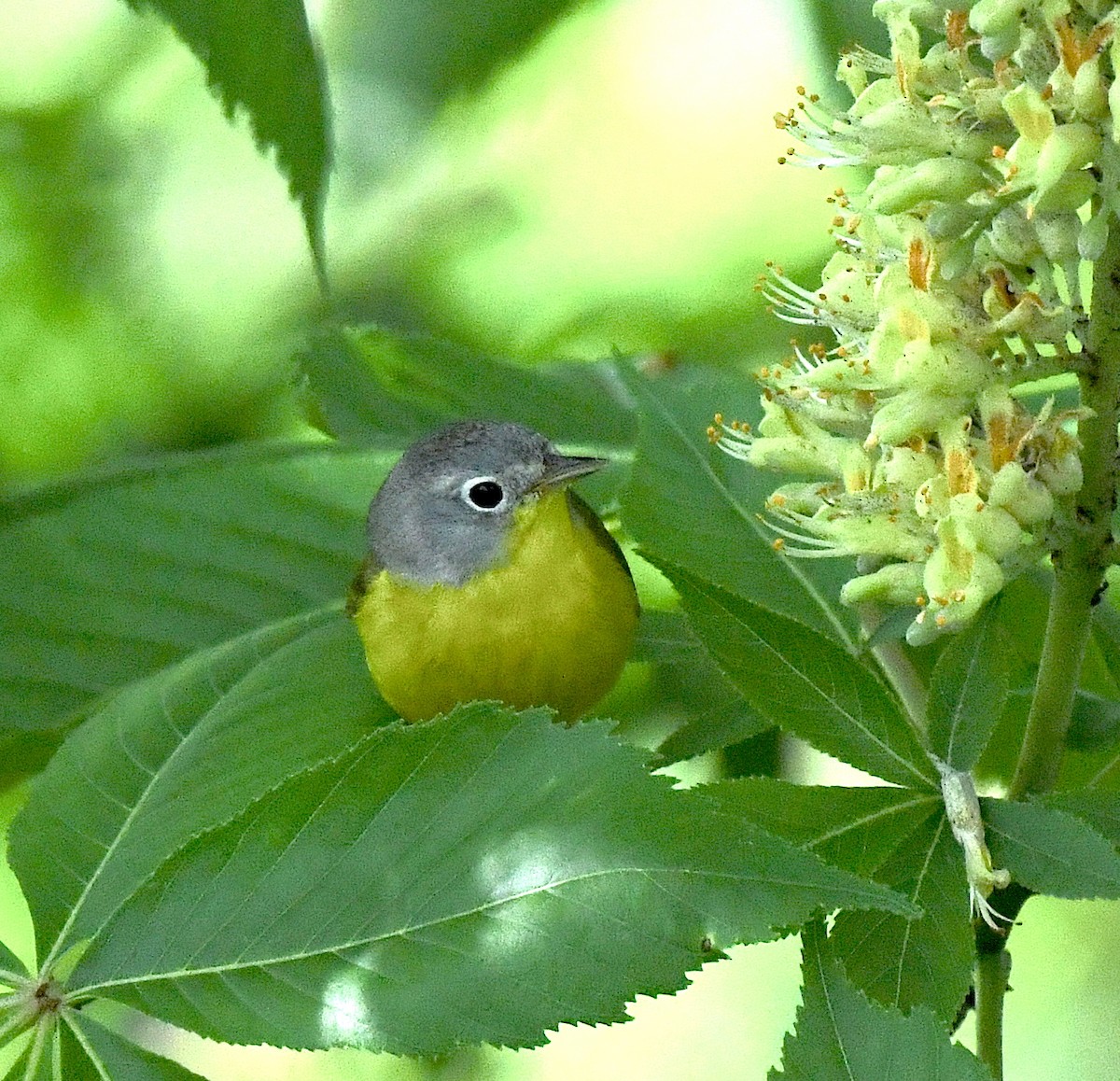 Nashville Warbler - Kristen Cart