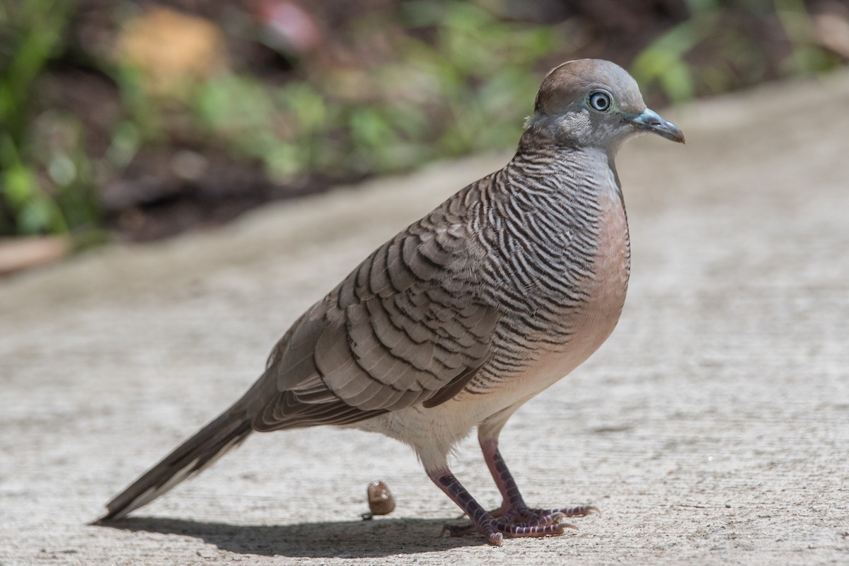 Zebra Dove - ML581794111