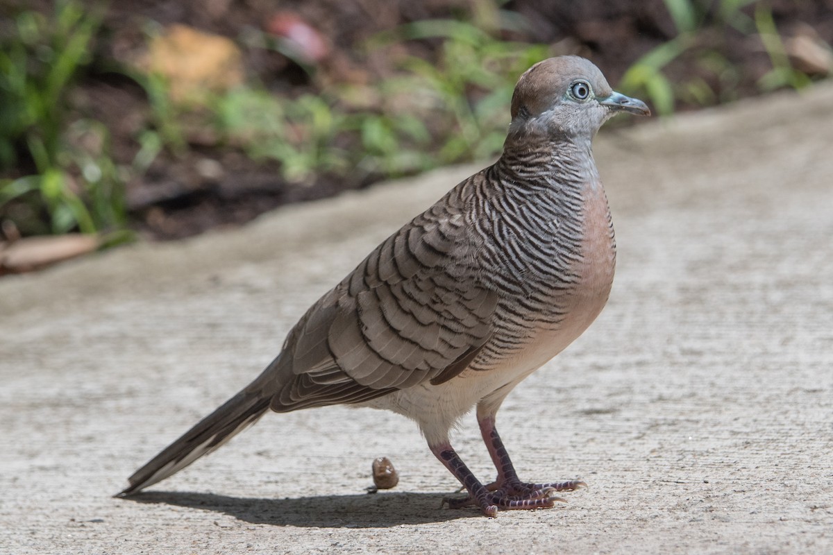 Zebra Dove - ML581794121