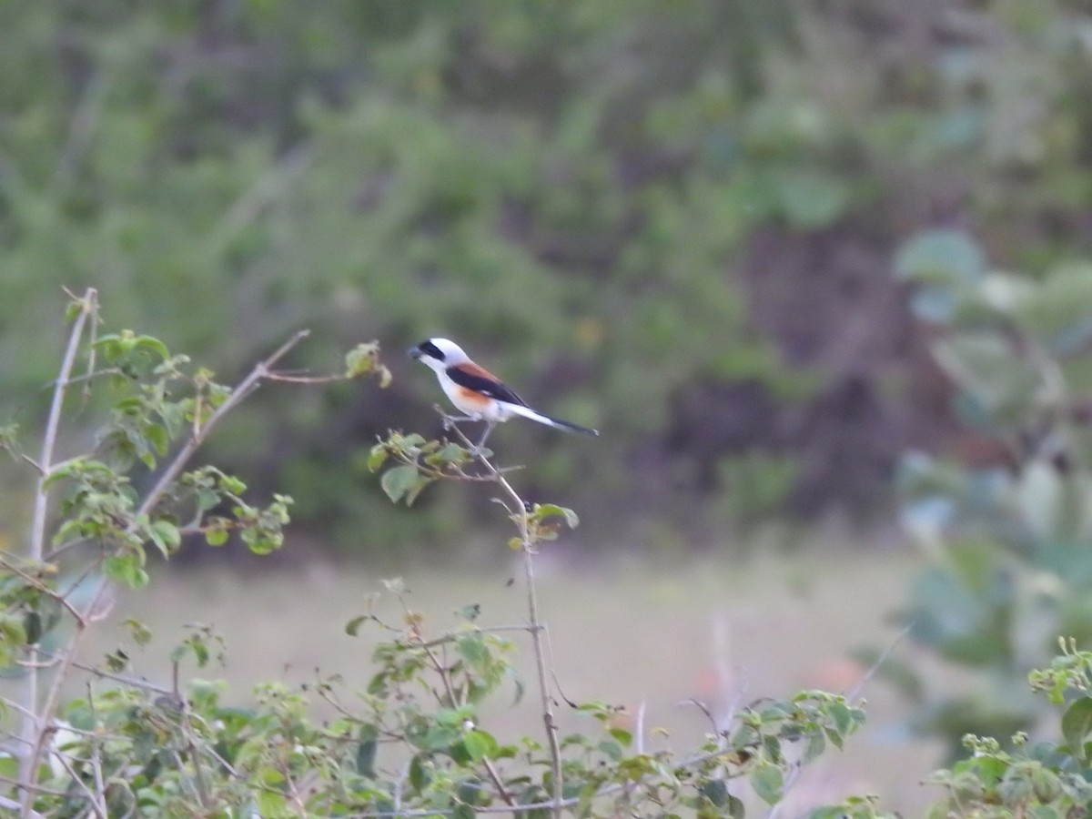 Bay-backed Shrike - ML581796771