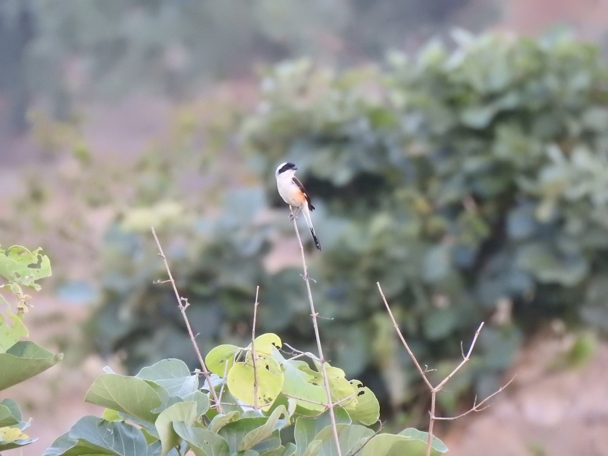 Bay-backed Shrike - ML581796781