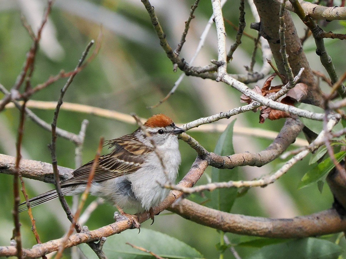 Chipping Sparrow - ML581797271
