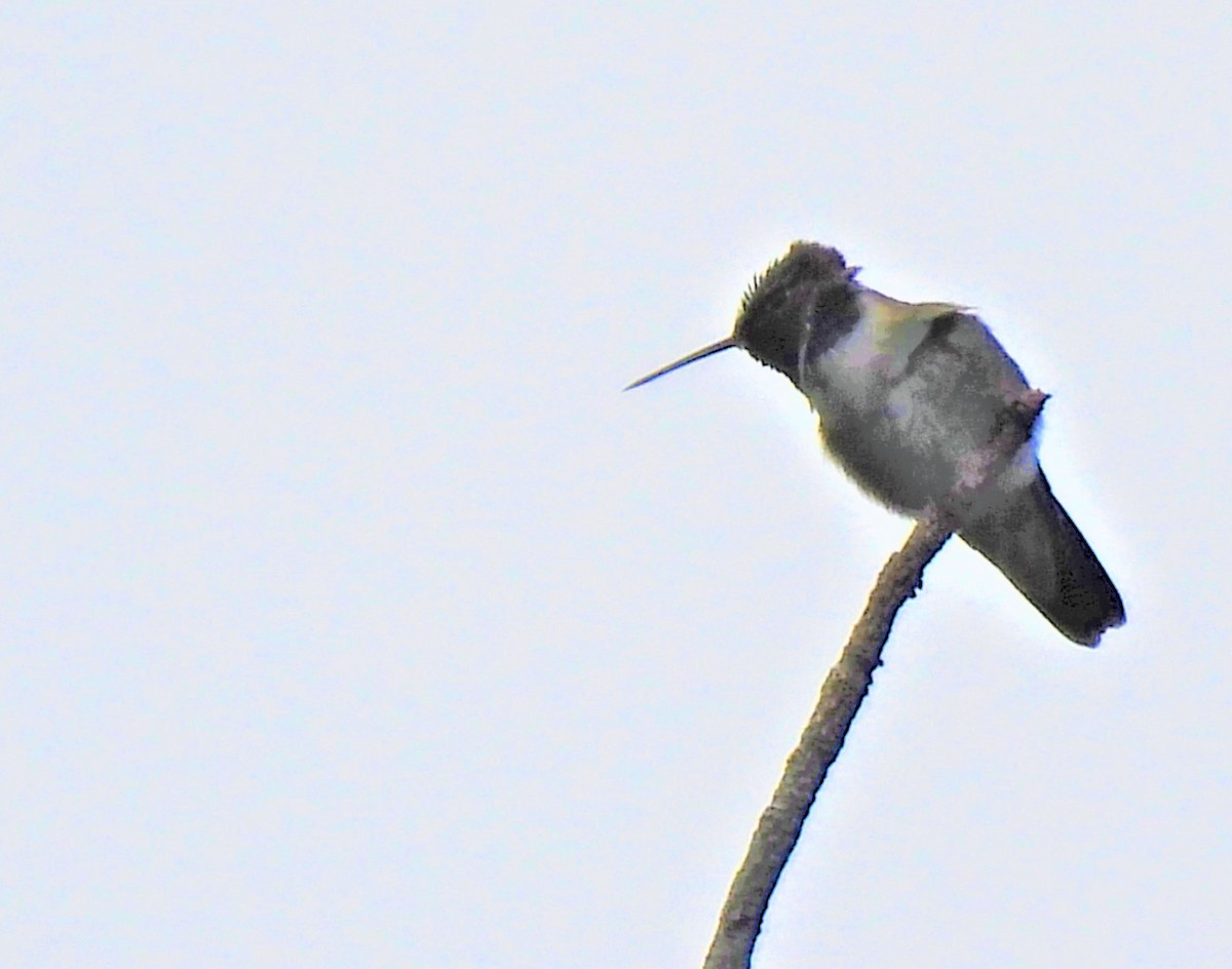 Broad-tailed Hummingbird - Jan Thom