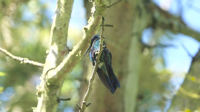 kolibřík modrolící - ML581798301