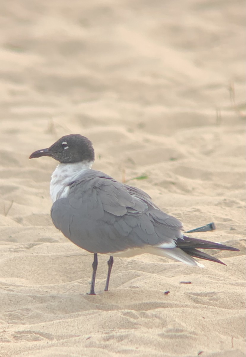 Mouette atricille - ML581798581