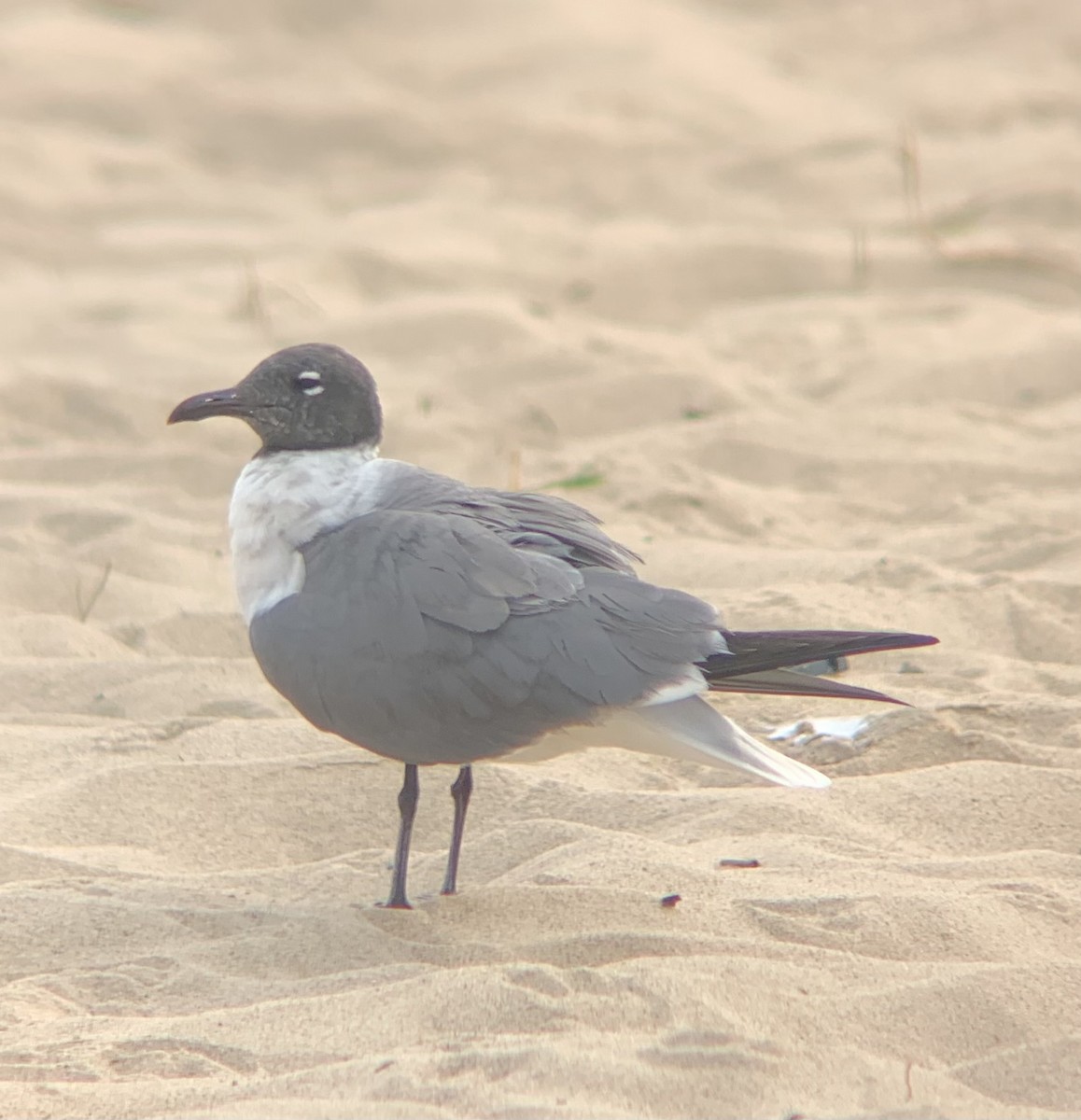 Laughing Gull - Ed DeVries