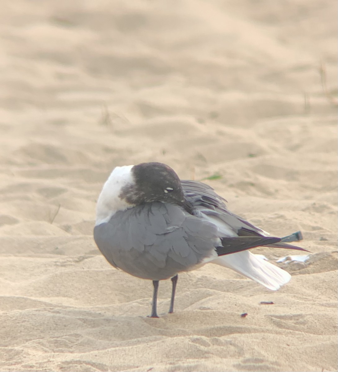 Laughing Gull - Ed DeVries