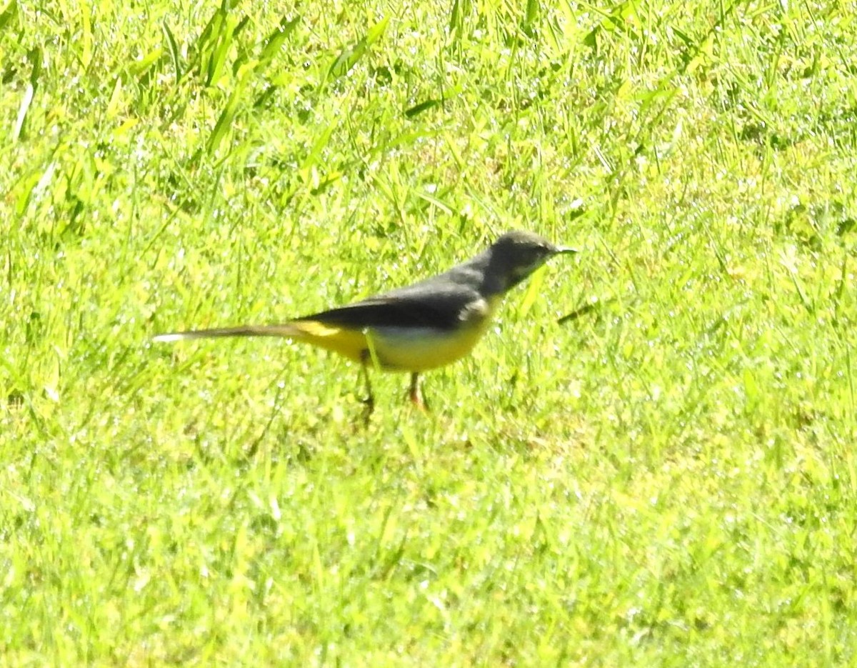 Gray Wagtail - ML581799101