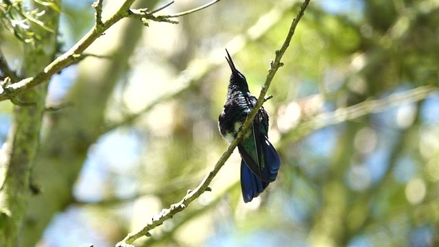 Glanz-Veilchenohrkolibri - ML581799381