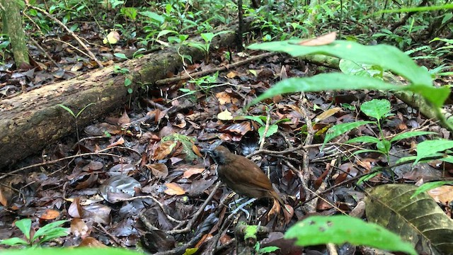 Bicolored Antbird - ML581799501