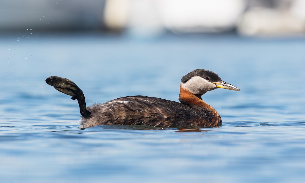 Red-necked Grebe - Cesar Ponce