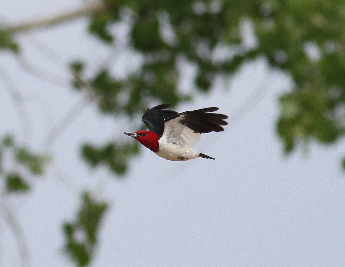 Red-headed Woodpecker - Jim Tarolli