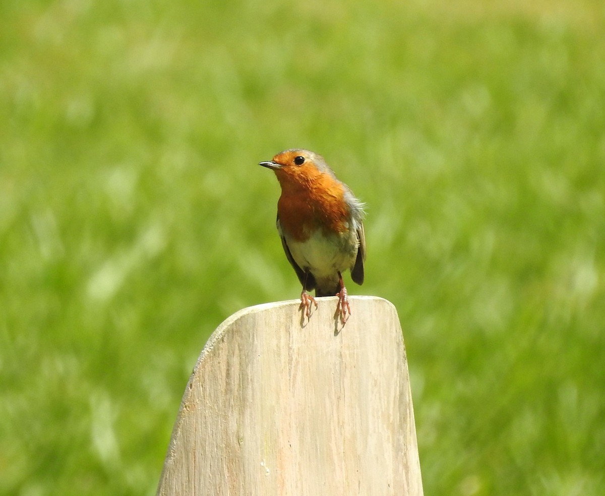 European Robin - James Estep