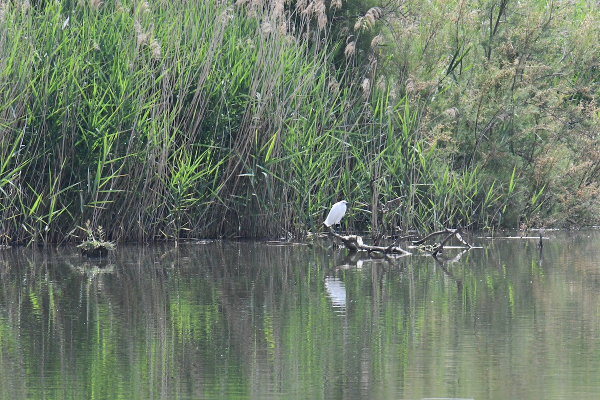 Little Egret - José Barrueso Franco