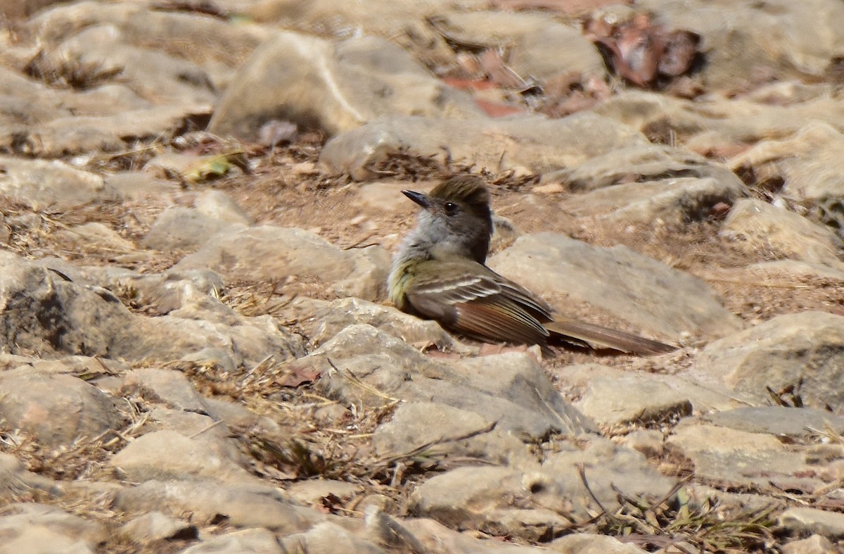 Nutting's Flycatcher - ML581802401